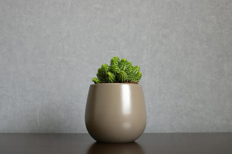 How to Start a Small Herb Garden Indoors: A Beginner’s Guide